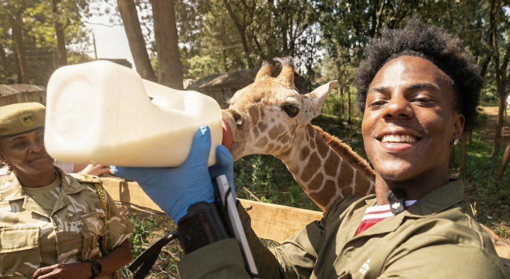 IShowSpeed feeding a baby giraffe at a Nairobi sanctuary